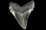 Fossil Megalodon Tooth - South Carolina #130704-2